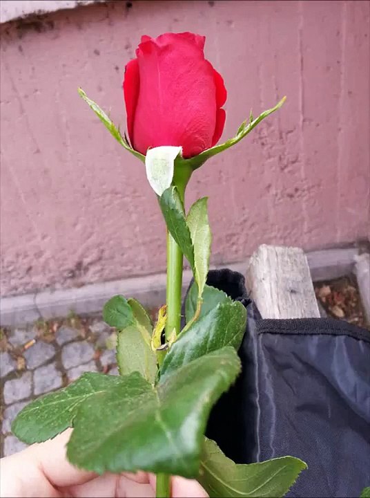 üvercinka