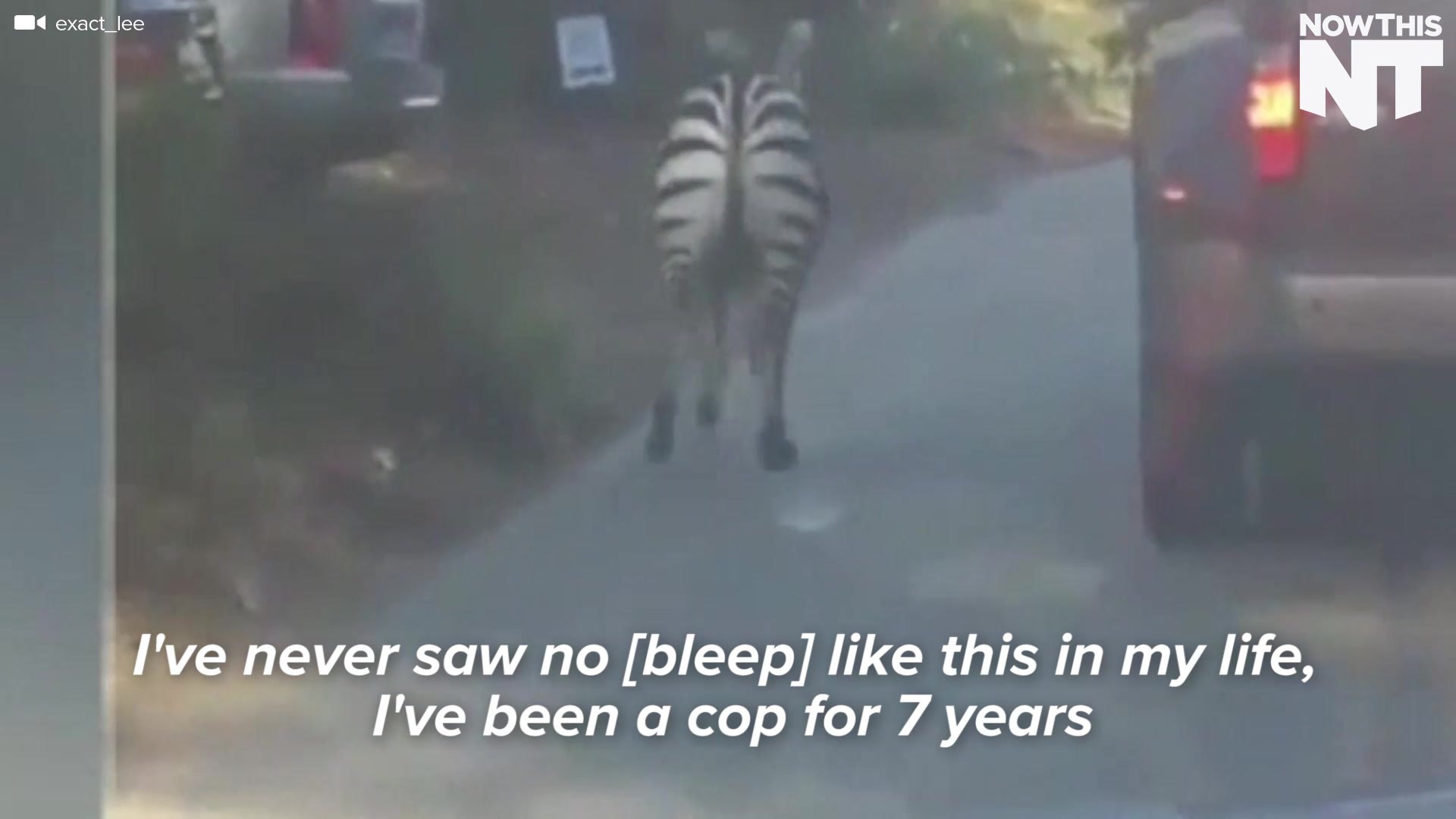 ⁣Zebras Escape The Circus, Roam Free Through Philadelphia