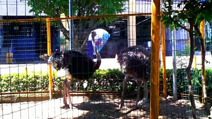 Couple Ostriches * Casal de Avestruzes