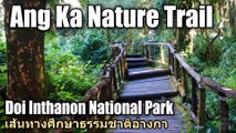 Ang Ka Nature Trail Doi Inthanon National Park