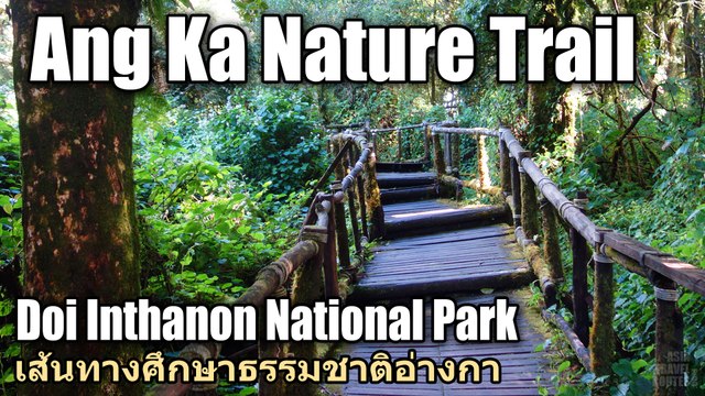 Ang Ka Nature Trail Doi Inthanon National Park