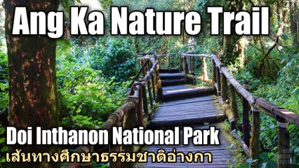 Ang Ka Nature Trail Doi Inthanon National Park