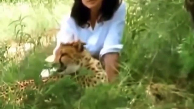 Animal Planet 2015 | Lion Tiger - Wildlife Animals, Lions Documentary