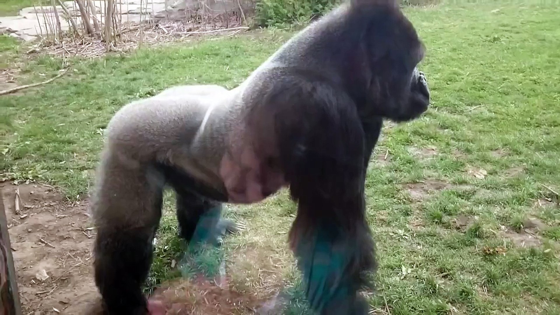 Gorila assusta família - Vídeo Dailymotion