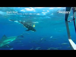 Mega Shark Measuring Giant Great White