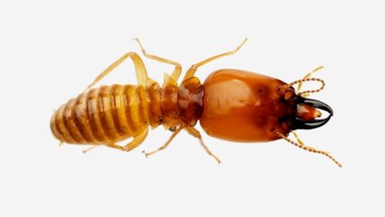 Think Like a Tree - What Termites Can Teach Architects About Skyscraper Design