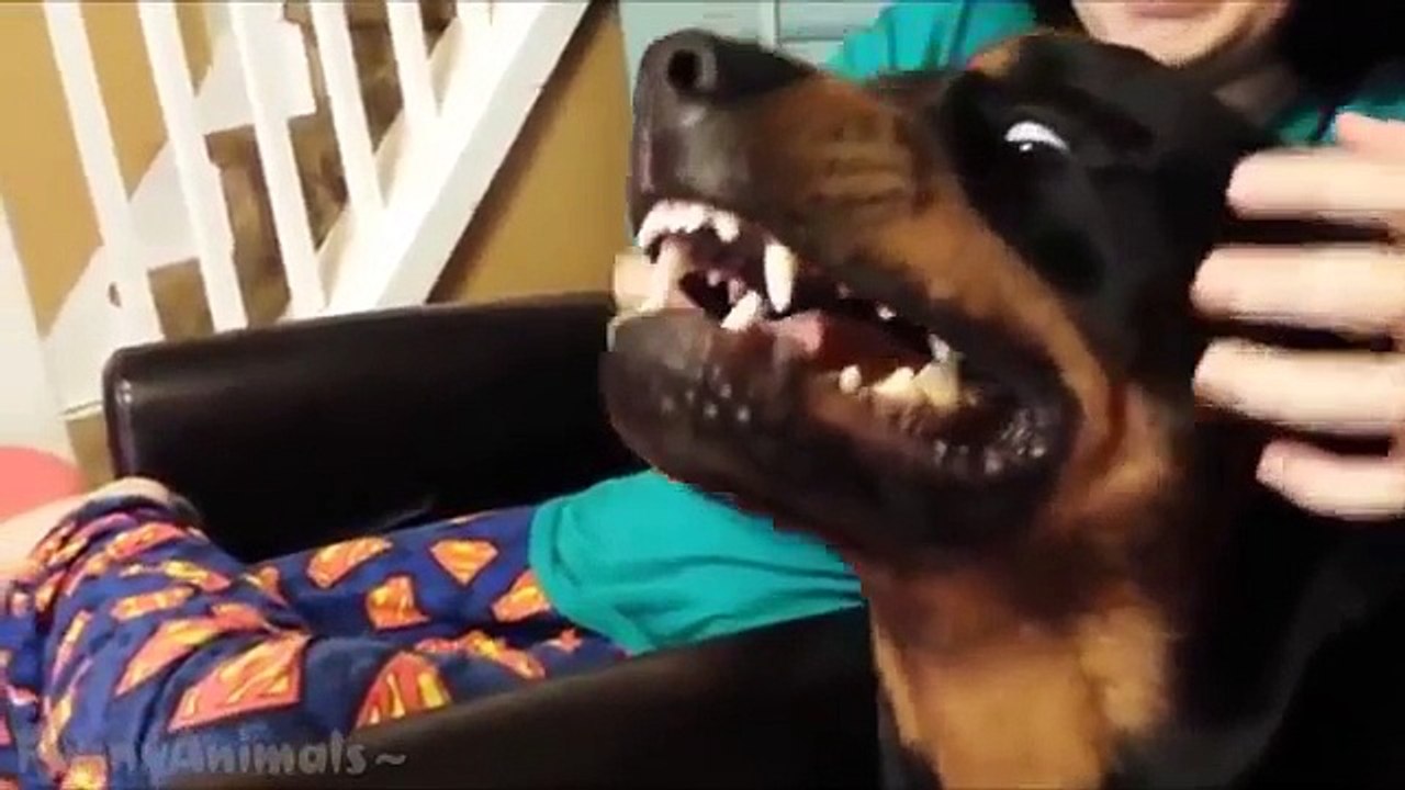 Funny Rottweiler Compilation HD