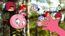 Finger Family Nursery Rhyme _ 2D Darling TV Angry Birds Rhymes for Kids and Toddlers , Animated cartoon watch online free 2016