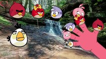 Finger Family Nursery Rhyme _ 2D Darling TV Angry Birds Rhymes for Kids and Toddlers _ Angry Birds , Animated cartoon watch online free 2016