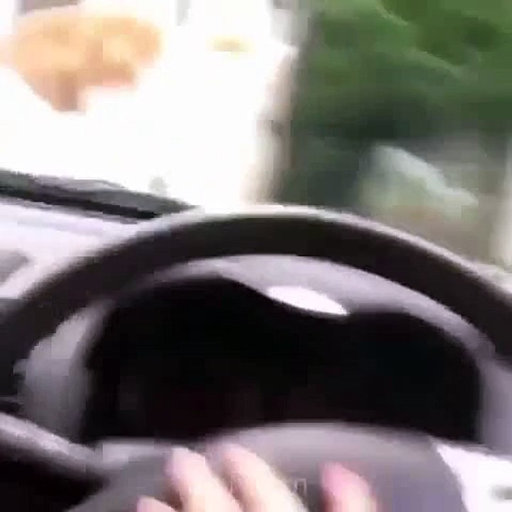 Cat reaction on car horn - awesome video - JeeAli