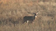 Daniel McVay with a Rut Update—and a Big Mule Deer—From the Plains