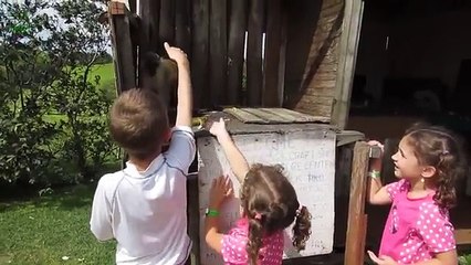 Top 10 Most Funny Monkey Videos 2015