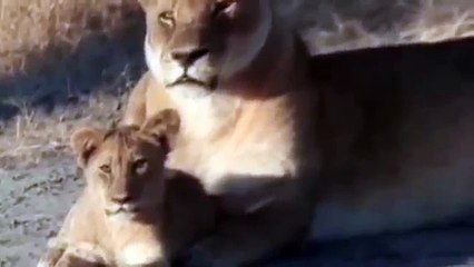 Clásicos National Geographic Leones - Documental de Leones Fieras Nocturnas