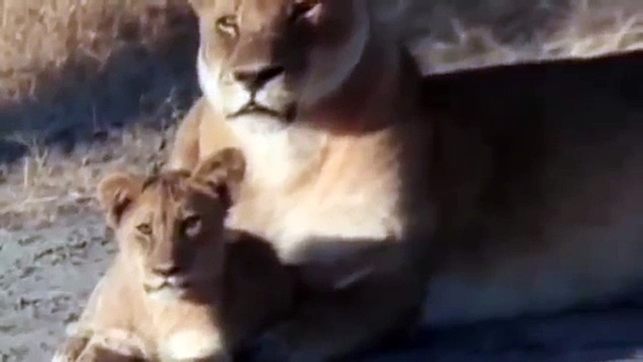 Clásicos National Geographic Leones - Documental de Leones Fieras Nocturnas