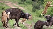 Leões e Búfalos, Rivais Sanguinários nas Savanas.