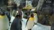 Runaway penguins stopped in their tracks