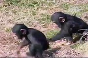 An Ape shove other Ape