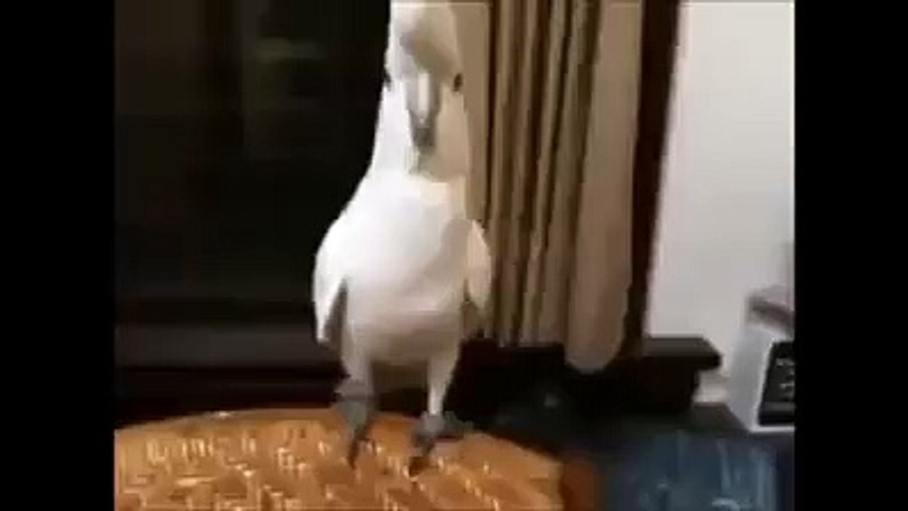 Adana merkez patlıyor herkes