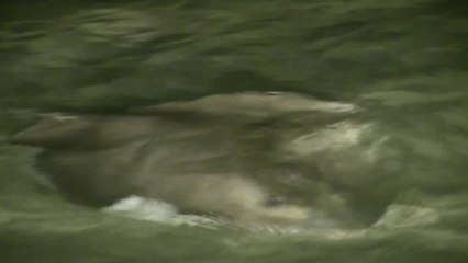 Bowfishing for Stingrays