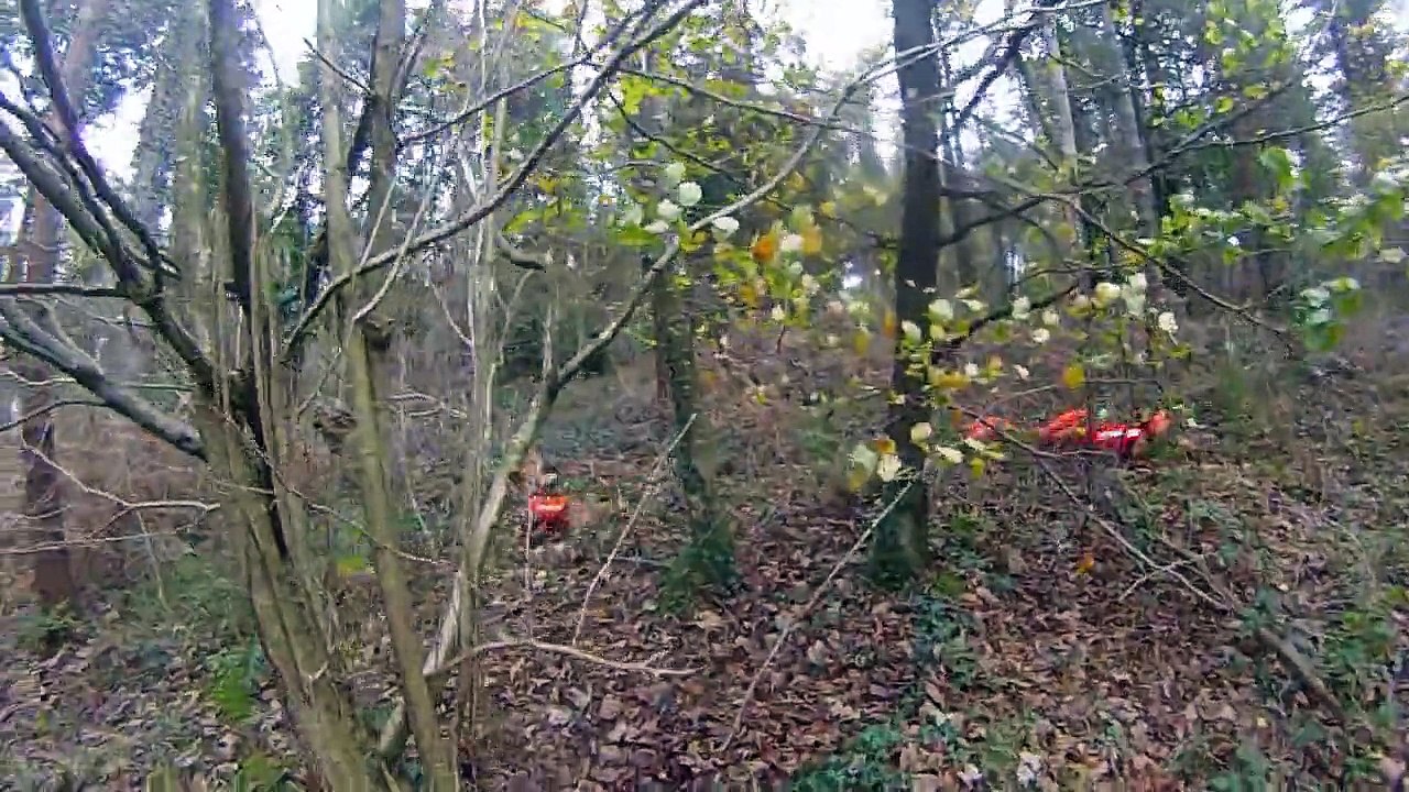 Basset fauve de bretagne creance renard sanglier