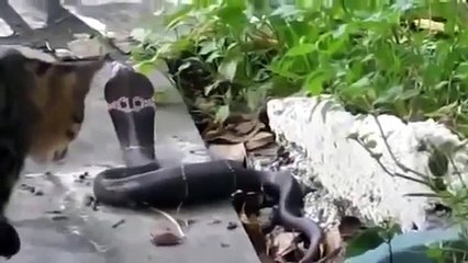 King Cobra vs Cat | Brave Cat Video