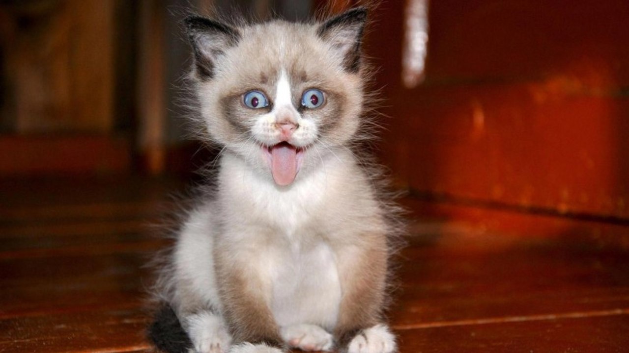 FUNNY CAT VIDEOS
