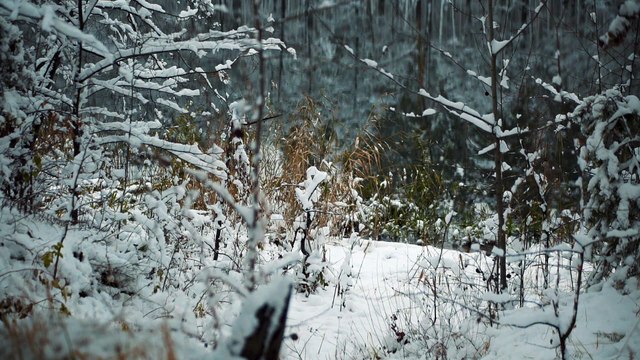 Первый снег