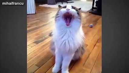 Best Funny Cats Videos Compilation Try Not To Laugh