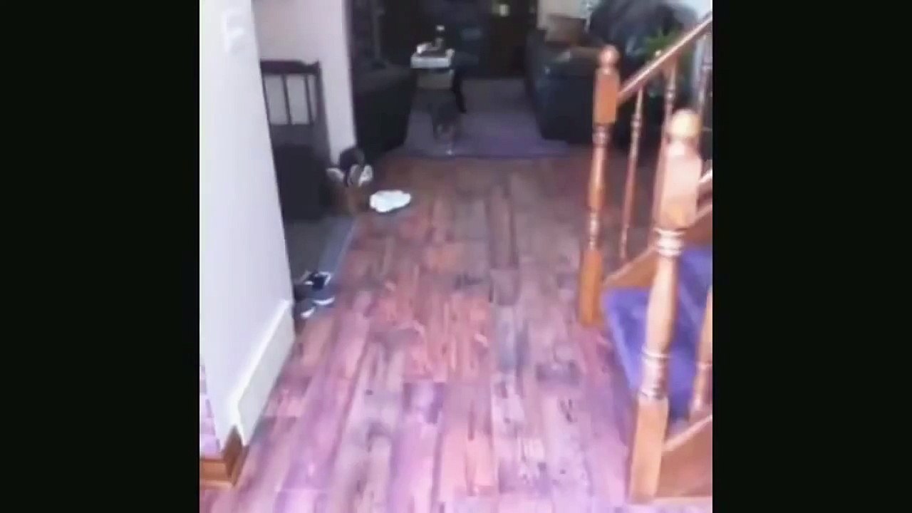 Funny Pet Fail Compilation 2014