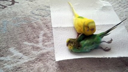 Heartbroken bird won’t leave the side of her dead friend