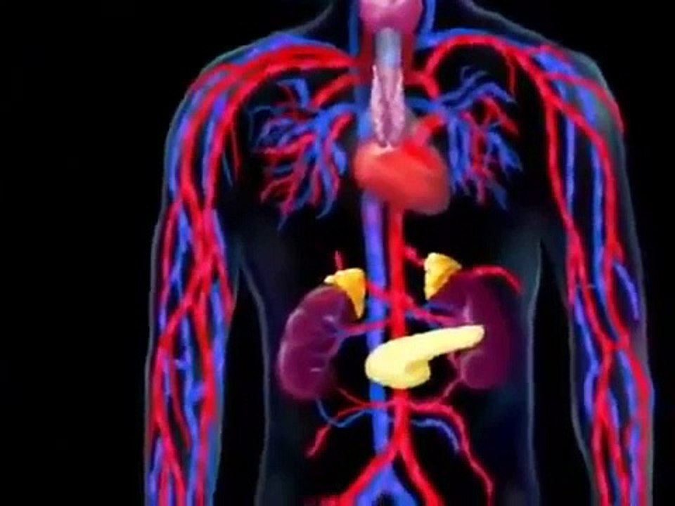 The Endocrine System