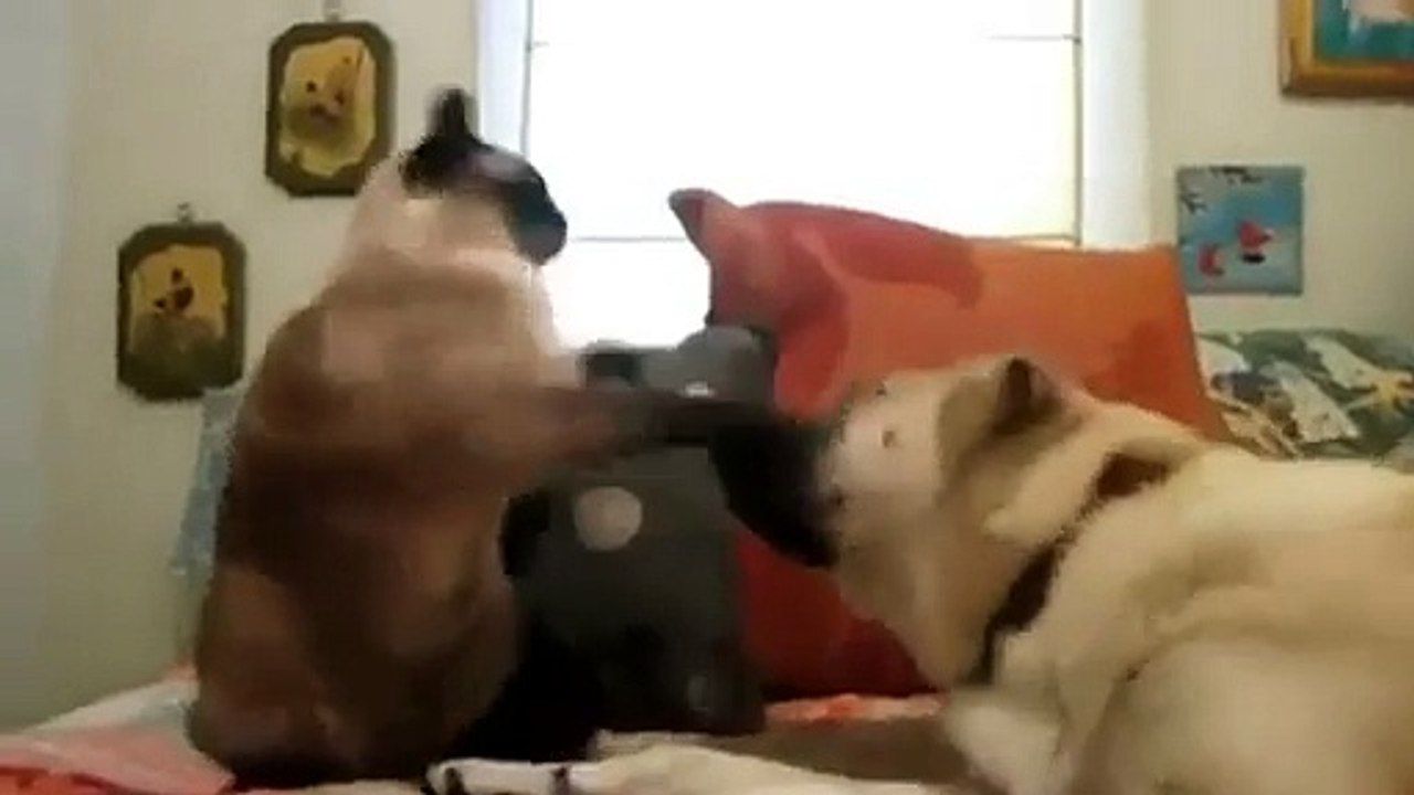 FUNNY CATS HITTING DOGS FUNNY !!! Cool etc%uFFFD