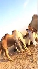 Camels Took Revenge