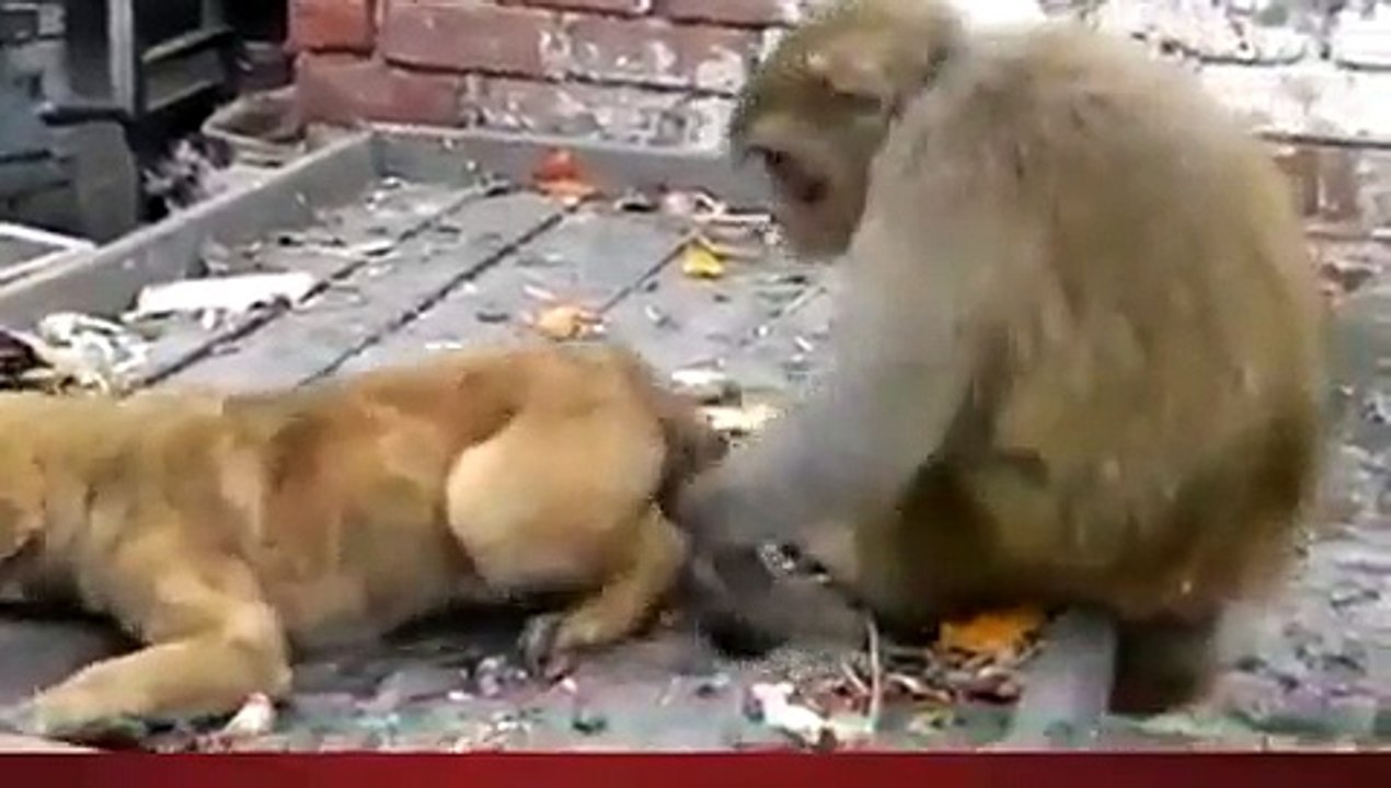 Funny Monkey Crazy Dog