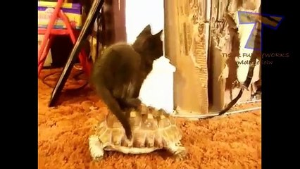 Funny animals riding turtles - Animal compilation