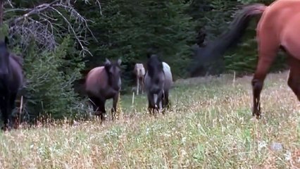 Clouds Legacy - The Wild Stallion Returns - Willd Natural Documetary 2015