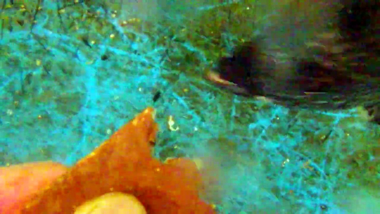 fishing eating everything-fish video