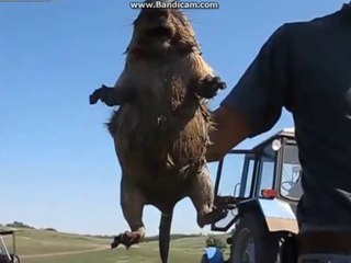 INILAH SUARA HEWAN PALING MERDU SEDUNIA... *Volume Warning* / VIDEO LUCU