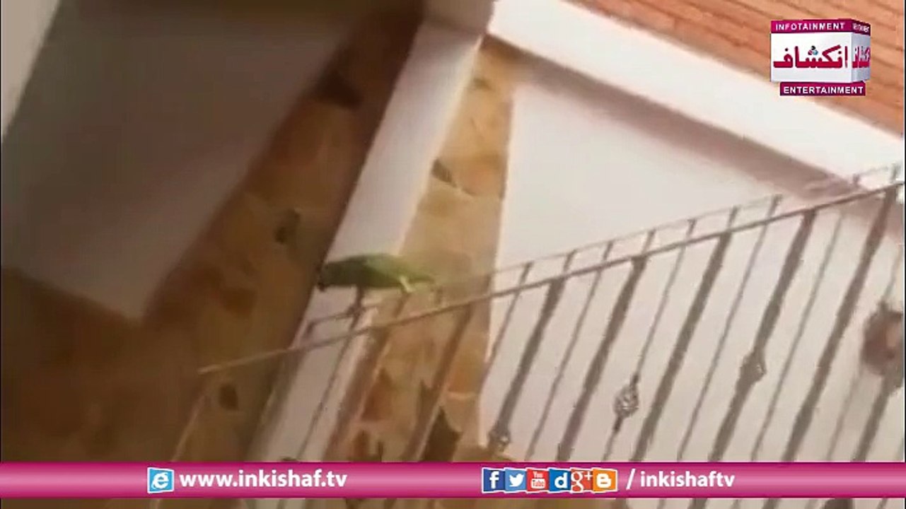 Parrot in mood