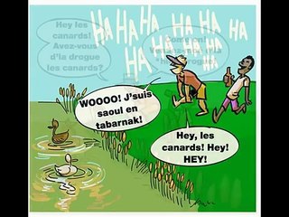 Les canards les plus intelligents du monde..