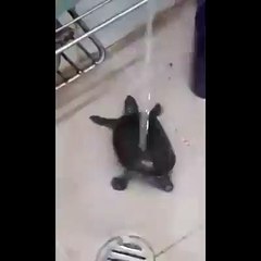 Dancing Turtle