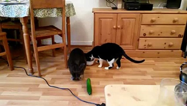 Cats Spooked by Cucumbers Compilation