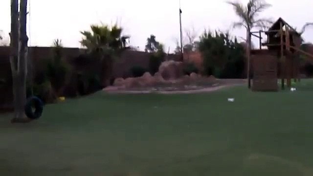 «Домашний питомец» спешит к обеду