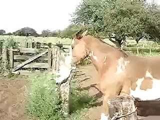 Лошадка раскачивает кота