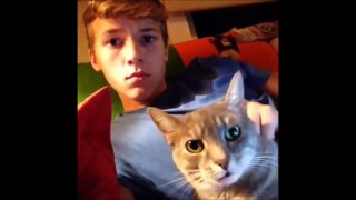 Ultimate cat vines compilation - Funny cats compilation