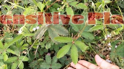 Weird Moving Plant | Sensitive Plant