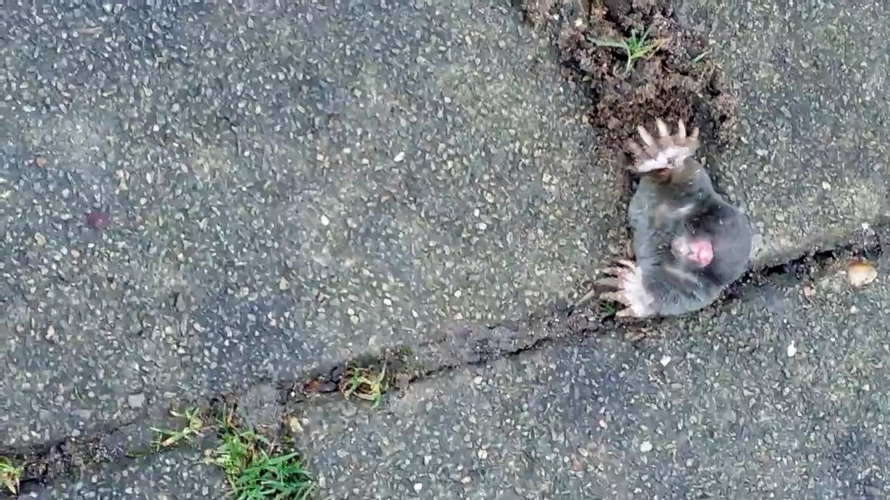 Mole got stuck in a hole