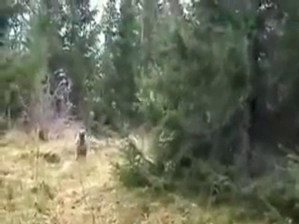 Moose charging dog