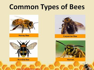 The Importance of Bee Pest Control in Georgia