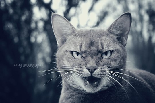 Кот - мститель загнал хозяина на балкон ! Cat Gets Revenge